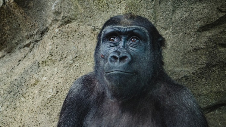 BigPotatoes Bites - What Gorillas Do When They're Happy