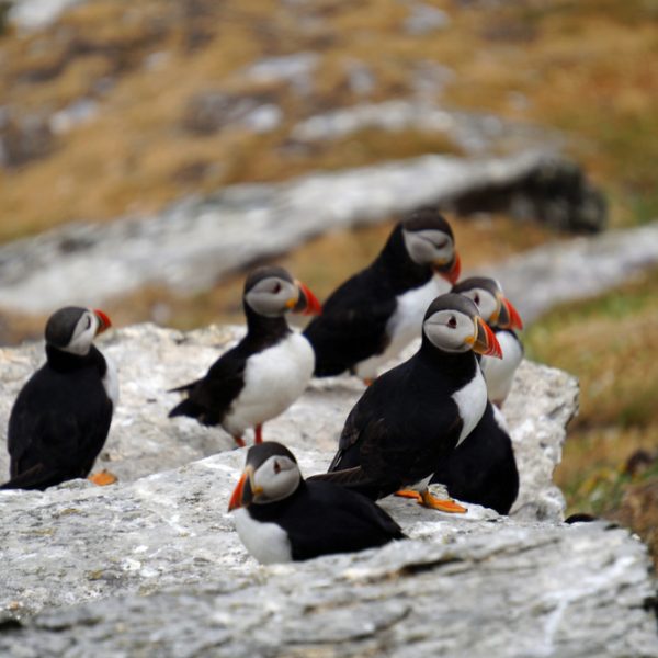 Four top reasons for team bonding on the Skellig coast while whale, dolphin and marine wildlife watching